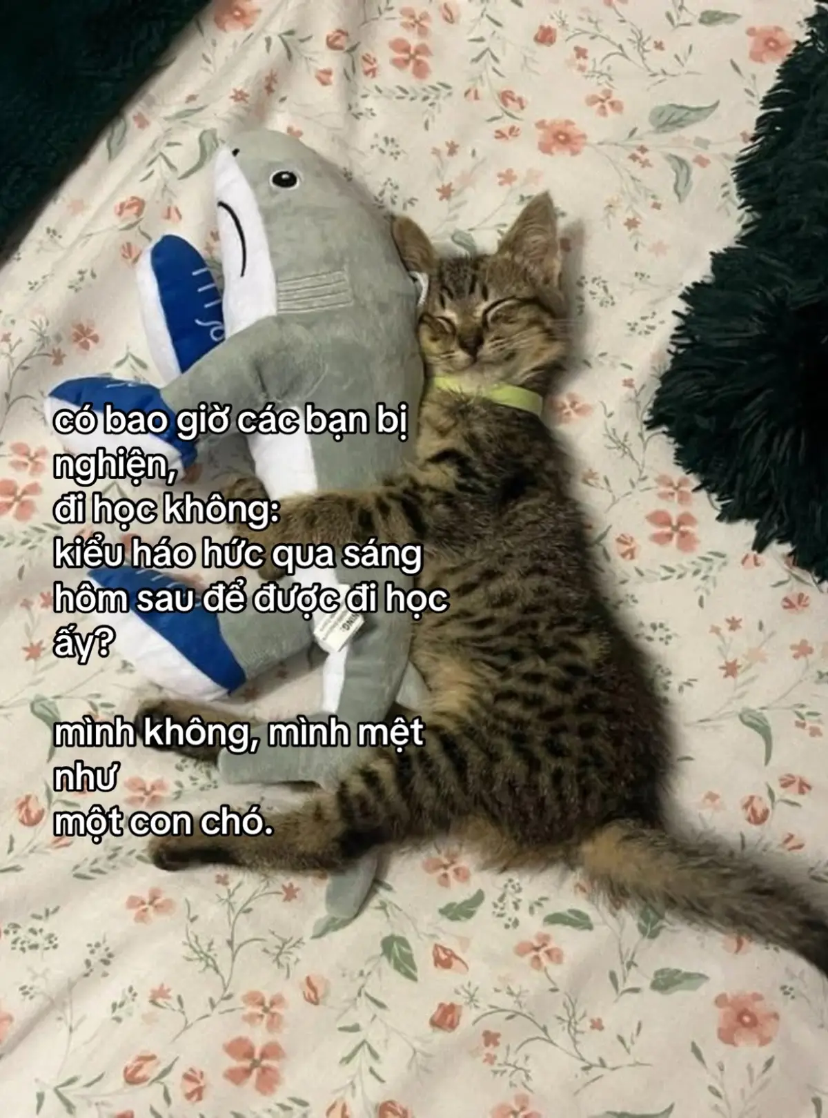 muonn ngủ ngày đêm