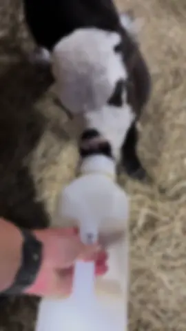 #CapCut Happy Happy Friday!!! Baby Fig is doing soooo well on the bottle 💕 #tiktok #fyp #minicow #friday 