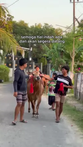 #fyp #anginribut #kerapansapimadura 