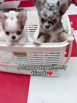 ITS A GOOD DAY OVER HERE 😁•	#TeacupChihuahua 	•	#ChihuahuaPuppy 	•	#TinyDog 	•	#MiniPuppy 	•	#PocketPup