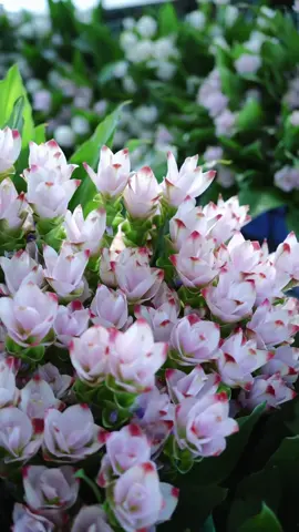 Hoa Nghệ Miến (Tulip Xiêm)🌸🌸 Quá là ngoan xinh yêu luôn🥰 #hoadep #hoacaycanh #hoasanvuon #hoanghemien #tulipxiem 