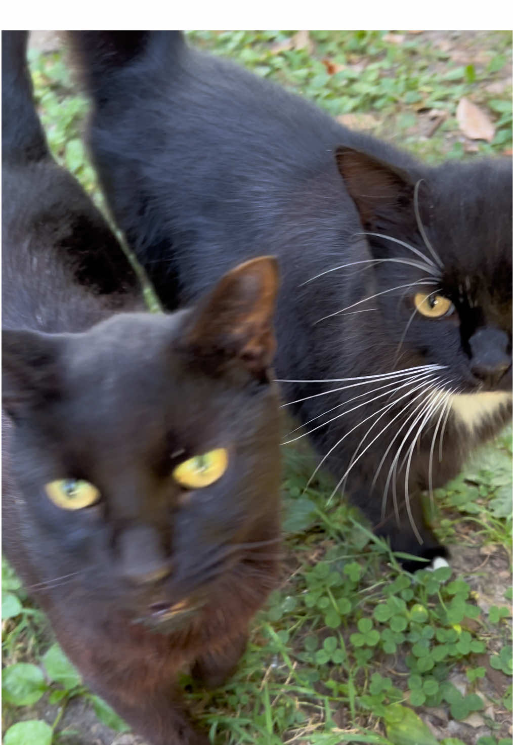 I TNR all the cats here. To donate cat food please use their Amazon wishlist Highland Park RVA Feral Cat Colony below or my Cashapp is : $cloveva71  Winter 2025 - Amazon Gift List - https://www.amazon.com/registries/gl/guest-view/3LY47VOAQ0T0N #cats #cat #feralcat #rescue #donate