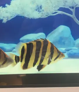 U27-28 bản cao màu sáng #xuhuong #tigerfish #sumatra 