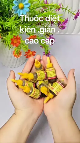 Kiến gián cao cấp !!! #thuocdietkien  #thuốcdietkiensinhhoc  #thuocdietgian 
