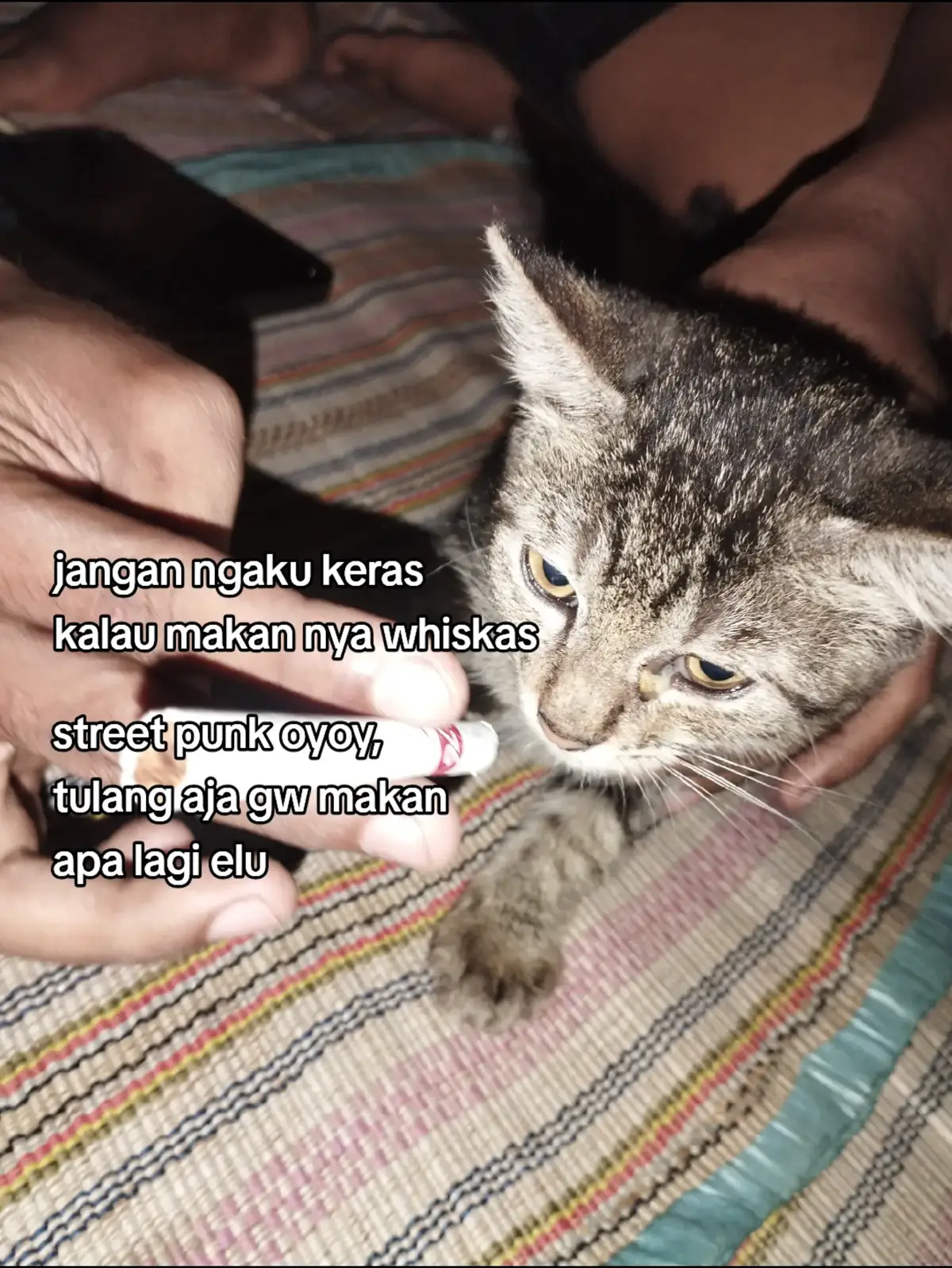 need lawan keras buat mujaer #foryoupage #kucing #mujaer