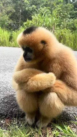 Ngồi chán quá, hên có đứa hú mình để mình hú theo chỗ đỡ chán 😂#khoanhkhacdangyeu #dethuong #petcute #đángyêu #vooc 
