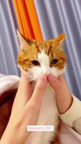 Cat’s Powerlessness.#cat #cats #catlover #catsoftiktok #funny #foryou #funnyvideos #viral #usa #fypシ #funnytiktok #fyp #cute 