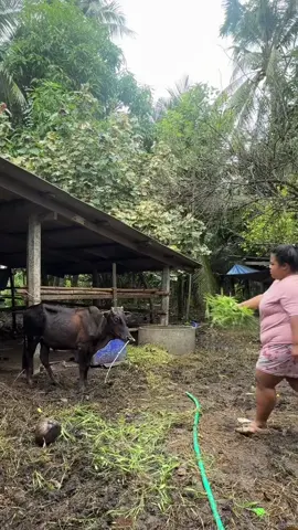 cow given grass by pig 🤣🤣 #pig #cow #funny #ctto 