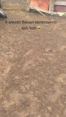 жындыхана2 😂😂 былтырғы сиырдың баласығо ұқсайма
