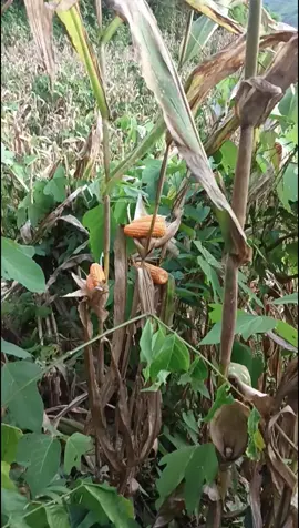 ntais 🌽