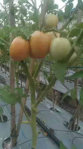 merahnya warnamu tak semerah hargamu..ttp semangat berkebun🍅🍅🍅💪💪#kebunsayurorganik #agrofarming
