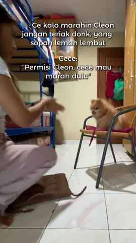 Gini kan marahnya? 🤣 #cleonandthepoodles #anjing #pompom #dog #anjinglucu 
