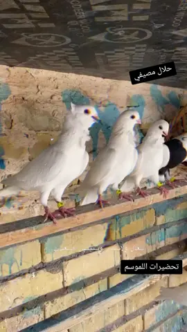 ###################مصفي حميد القاد