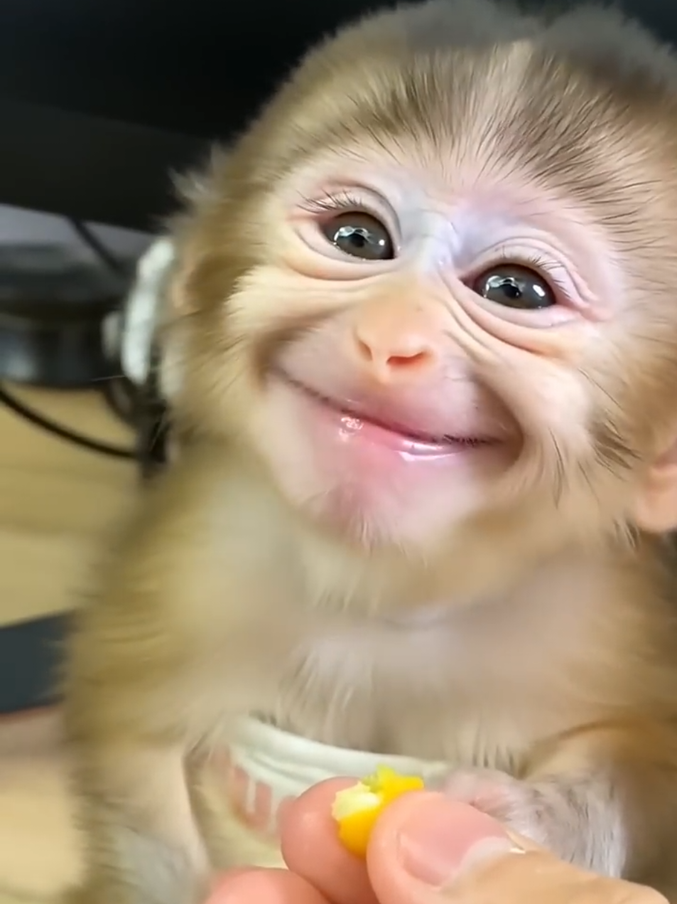 Smile of a Baby Monkey❤️🙈🐒🙊 #foryoutiktok #viral #unitedkingdom #animalslover #smiledekedekho 