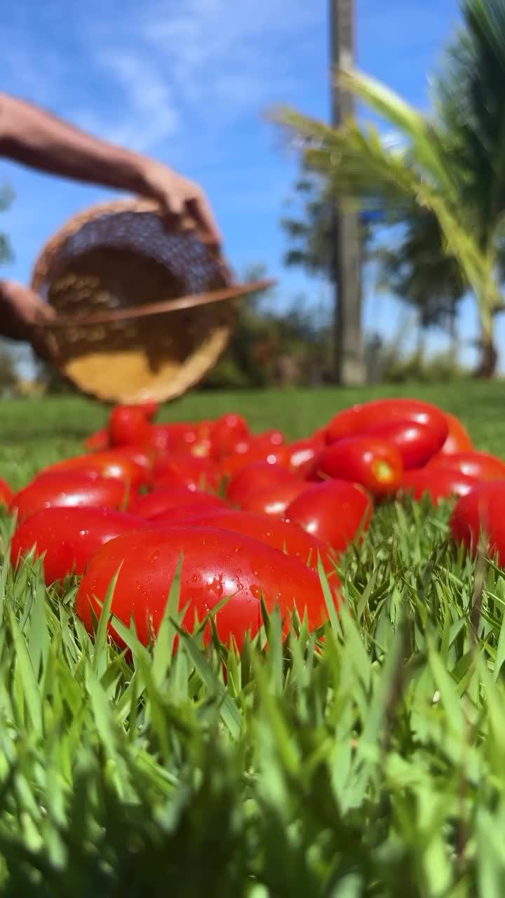O futuro de um tomatinho perfeito é um pote de molho Heinz 🥫Não pode ser quase, #temqueserheinz