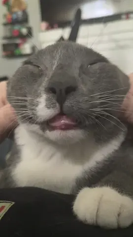 get silly 🤪 #cat #kitten #catsoftiktok #fyp #viral 