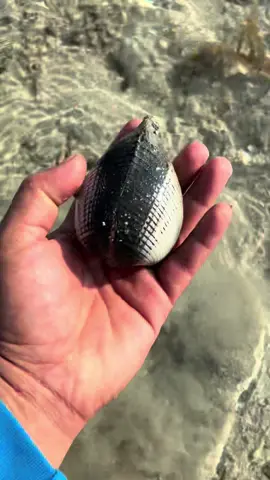 Betewe ini tangan Ayah Bolang ya gaes 😆#seafood #kerang #pantailaskarpelangi 