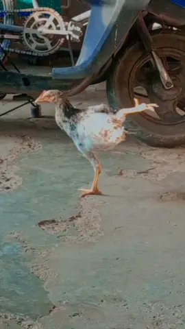 Estiramiento Matutino con Yoga 🐤 #buendia #positivo #estiramientos #salud #buenosdiasmundo 