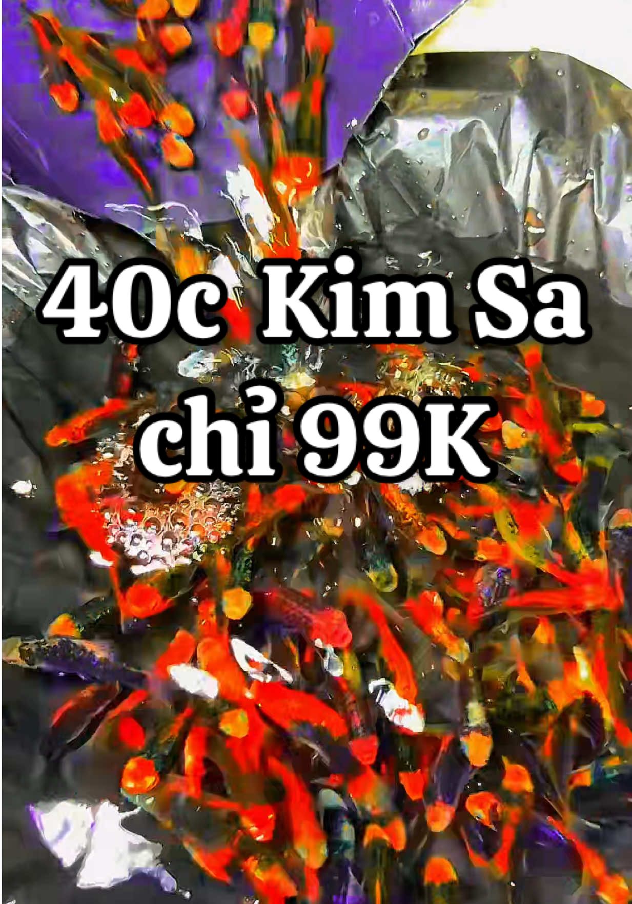 Cá Kim Sa trưng kiểng đẹp rực rỡ , thả non bộ , rẻ , dễ chăm sóc#xuhuong #viral #cacanh #fish#thucung 