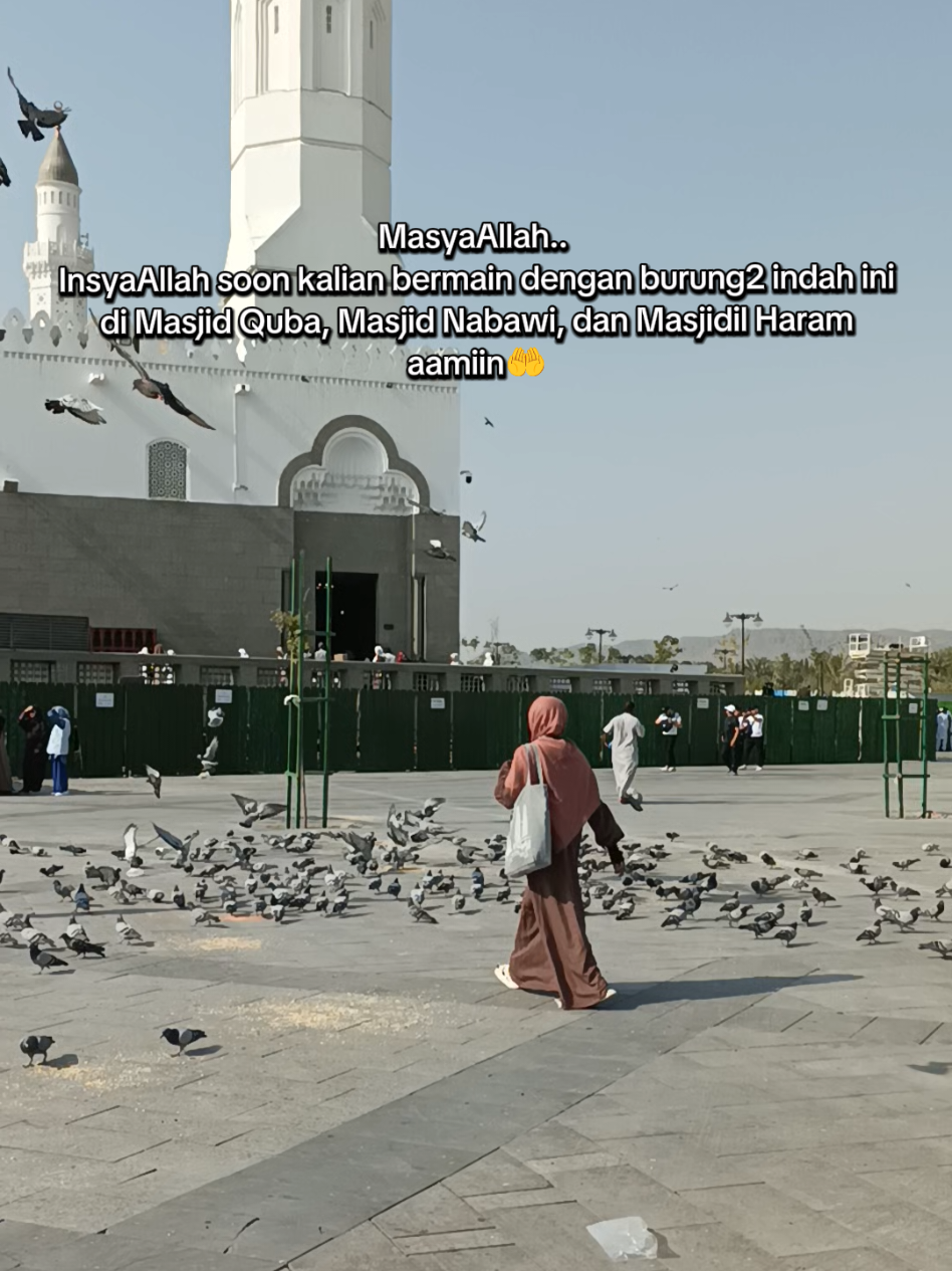 MasyaAllah..  InsyaAllah soon kalian bermain dengan burung2 indah ini di Masjid Quba, Masjid Nabawi, dan Masjidil Haram aamiin🤲 #umrah #masjidquba #makkahmadinah🕋  #madinah #fyppppppppppppppppppppppp 