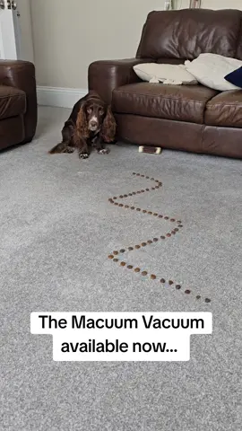 The Macuum is very efficient and leaves no trace of crumbs, and is built in with the latest Macuum gannet technology 😅🐖 #dogsoftiktok #cockerspaniel #greedydog #dogvacuum #funnydogvideos 