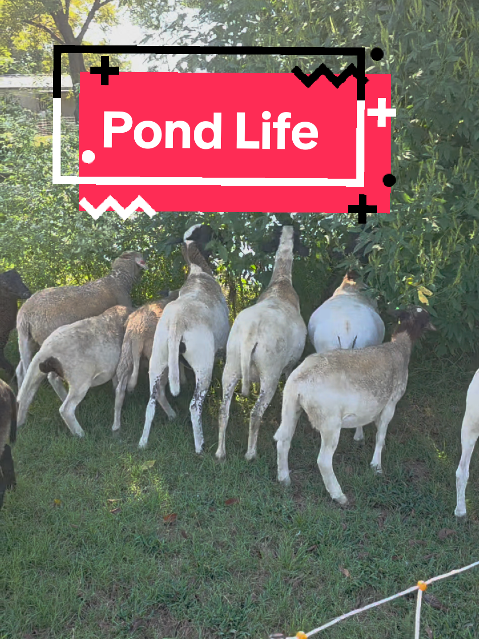 Watch as our pasture-raised sheep move around the pond for the very first time! #sheeptok #sheepfarming #farmersoftiktok #farmtok #sheepoftiktok 