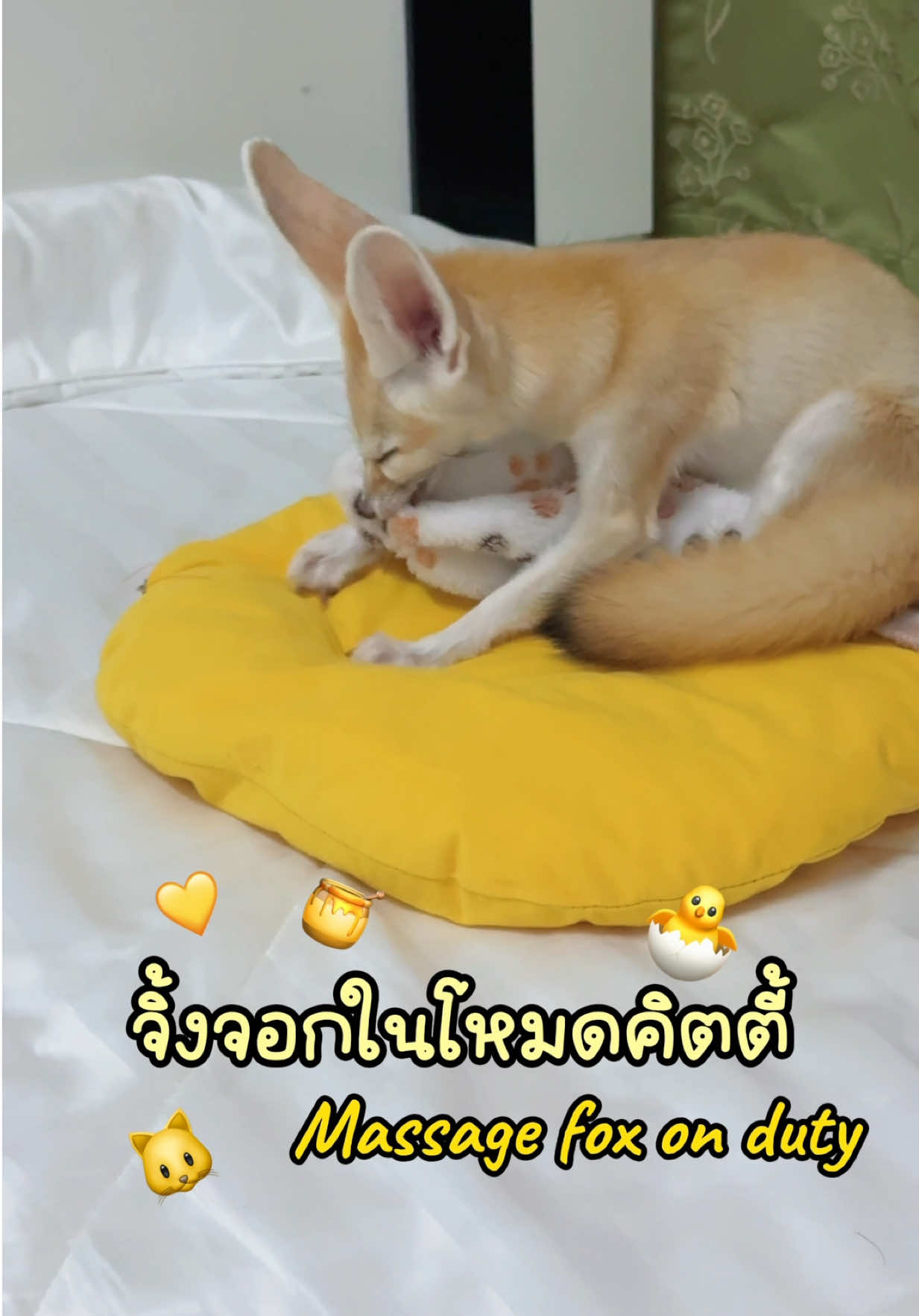 นวดเก่งขนาดนี้ เหมาชั่วโมงกี่บาทดีเนี่ย 🦊🫣🫠 #โลฟโลฟจิ้งจอกจิ๋ว #fennecfox #เฟนเน็คฟ็อกซ์ #exoticpets #fox 