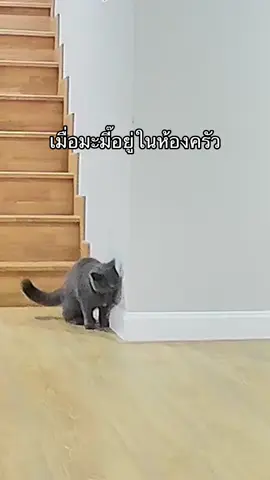 ภาคต่อของหนมผิงตะเอ๋🤣 #แมวน่ารัก #แมวอ้วน #สัตว์เลี้ยงtiktok 