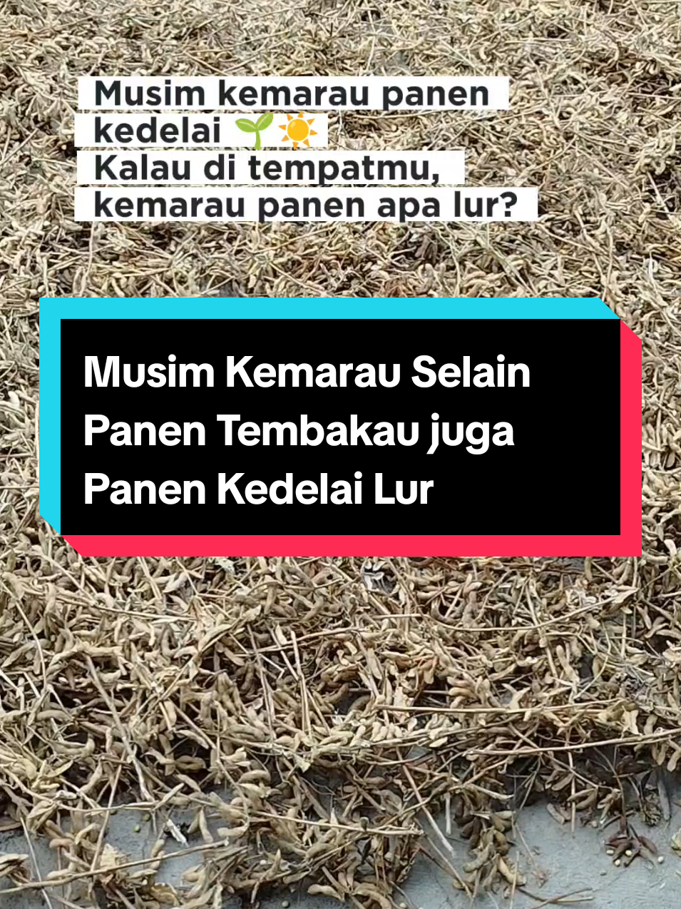 Musim kemarau membawa berkah bagi para petani kedelai. Hasil panen yang melimpah kini dijemur terlebih dahulu sebelum digebuk untuk memisahkan biji dari kulitnya. Pemandangan tumpukan kedelai yang terhampar rapi di bawah teriknya matahari menjadi gambaran kerja keras petani dalam menjaga ketersediaan pangan. Musim kemarau panen kedelai 🌱☀️ Kalau di tempatmu, kemarau panen apa lur? #KIMGunungkidul #KelompokInformasiMasyarakat #diskominfogk #kominfogunungkidul #kalurahan_kemejing #kapanewonsemin  #KelompokInformasiMasyarakat #diskominfogk #kominfogunungkidul #kalurahan_kemejing #kapanewonsemin #kimtaehyung #fyppppppppppppppppppppppp #FYP  #TrendingNow #Viral #Pemda #Gunungkidul #Gunungkidul24jam #Gunungkidulupdate