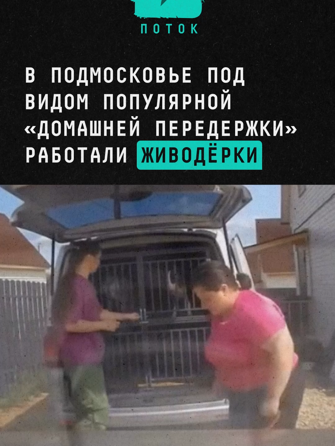 В Подмосковье под видом популярной «домашней передержки» работали живодёрки #новости #поток #собаки #приют #dogtown