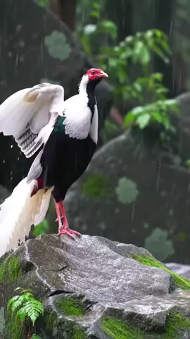 Gà lôi trắng và thiên nhiên ! Âm nhạc thư giãn!  #galoi #xuhuong #bird #birds #animals 