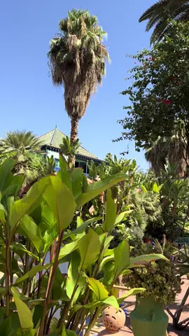 #lejardinmajorelle #maroc🇲🇦 #nature #marrakech #musee 