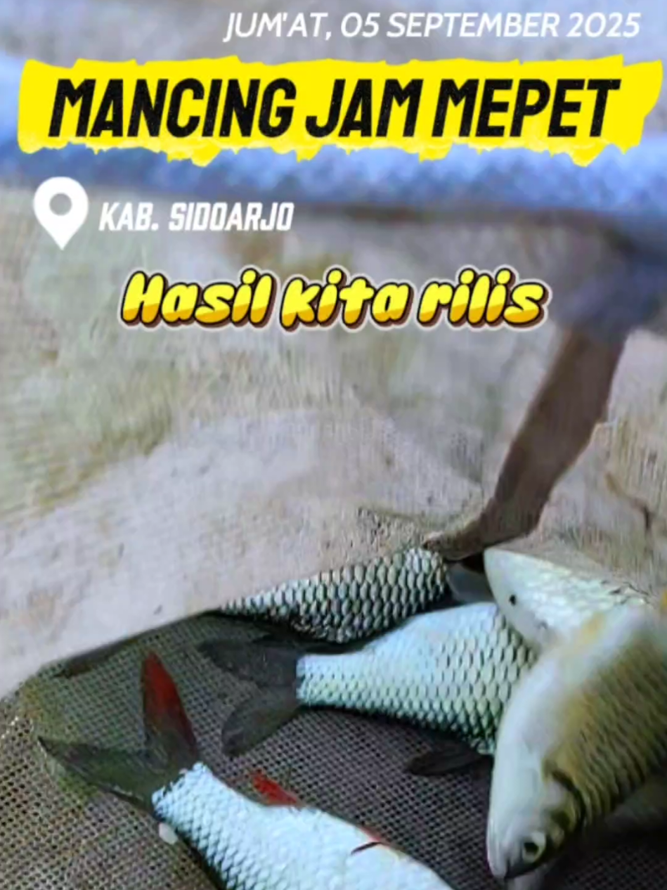 Jam mepet, brangkat habis jumatan ijen, perjalanan sejam spot jauh 🤣  #microfishing #mancing #tawes #bader #wader 