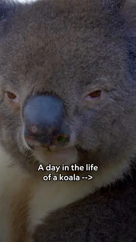 Shh...it’s nap time (again) 😴🐨 Koalas have evolved special liver enzymes and gut bacteria to handle their toxic eucalyptus diet, but it comes at a cost. With so little energy from their food, they spend up to 20 hours a day sleeping. 🎥: #InsideTheEnchantedForests