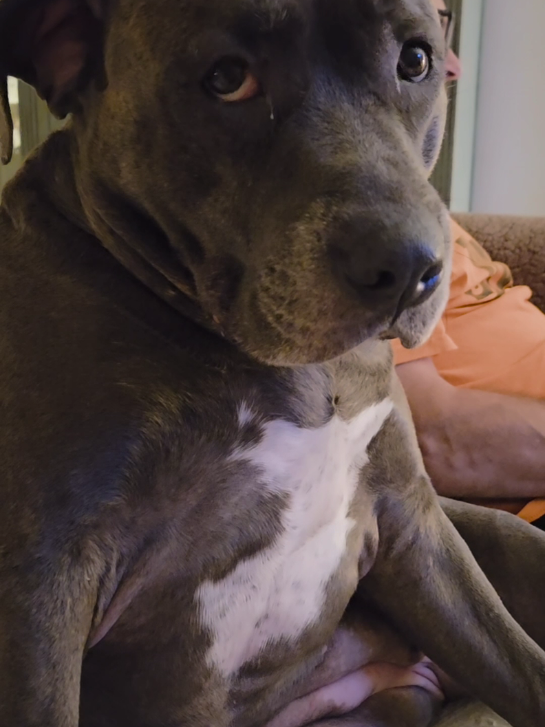 The way she sits 🤣 #pitbull #fyp 