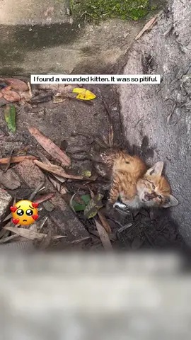 I found a wounded kitten and took it to the hospital immediately to help it get treated. As a result, a beautiful thing happened…#rescue #animal #kitten 