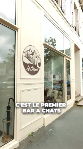 Mon premier tiktok du chalet 😏le premier bar à chats de Vendée  #barachats #larochesuryon #lechalet 