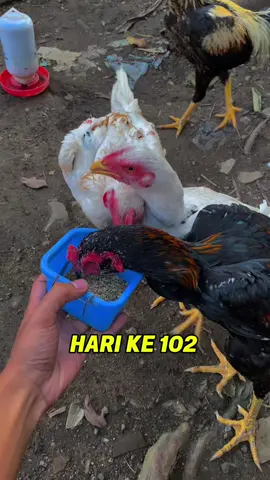 Membalas @ HARI KE 102 | 5 September 2025  Cara menjaga nafsu makan ayam tetap stabil #aahayam #ayambangkok #ayampakhoy #fyp #trending 