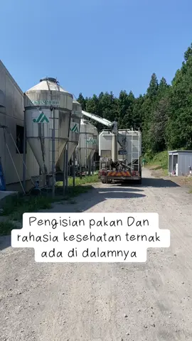 Peternakan babi modern , memanfaatkan teknologi, di dukung pemerintah dan juga pasar yang memadai #トクトクSALE  #babi  #peternakmuda 