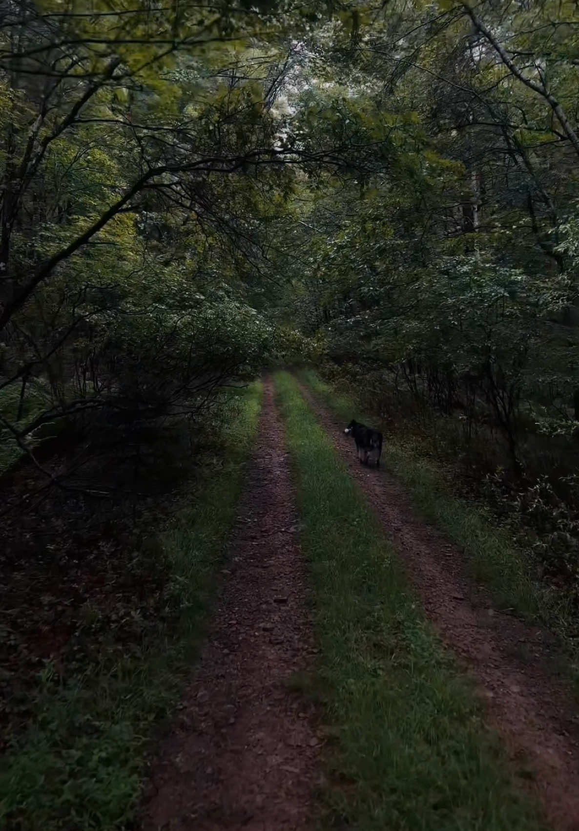 Walking into autumn 🍃🍂#goodbye #Summer #darkromance #autumn #creatorsearchinsights 