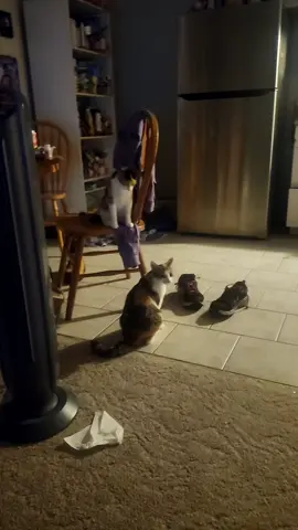 #cats fighting #pets #sistercats 