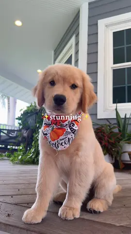 first groom be like🤩 #goldenretrieverpuppy #adorable #puppytiktok #goldenretrieverlife #trend 