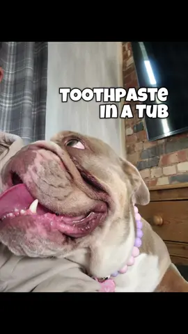 @Herbal Dog Company Official Toothpaste In A Tub Is A Great Alternative To Maintaing Good Oral Hygiene For Your Dog If They Do Not Like Having Their Teeth Brushed! Its In The Flash Sale Right Now But Won't Be For Long!! Iv Linked It So That You Don't Miss Out On This Amazing Price ❤️