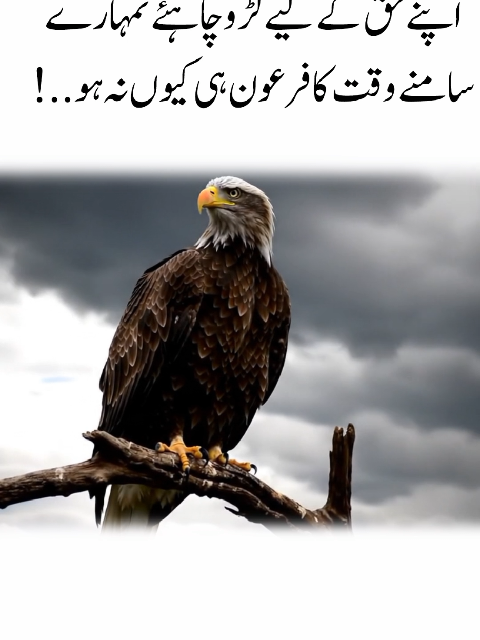 Eagle Resting on a Tree Branch#viral #eagle #viralvideos #tik_tok #power 