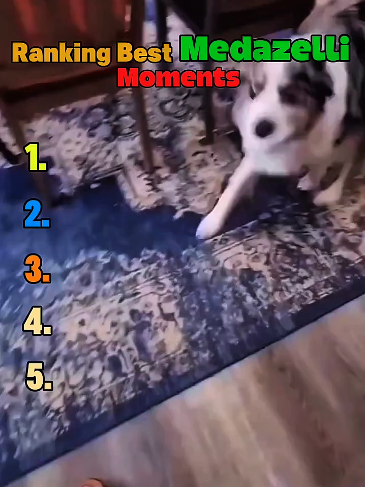 Funniest Medazelli Moments | #medazelli #funny #funnyvideos #funnypets #funnyanimals #funnytiktok #dog #cat #funnydog #funnycat #animalsfunny #Vlog #animalsoftiktok #animals #funnycatvideo #viral #trending #foryou #usa #fyp