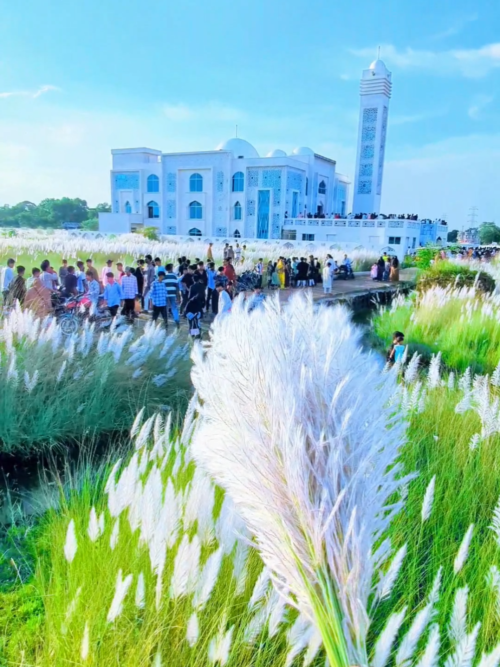 ব্রাহ্মণবাড়িয়া ছয়বারিয়া কাশফুল কত সুন্দর মাশাল্লাহ 👌👌😇