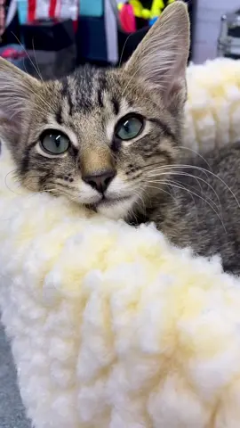 Baby Phoenix ❤️ he has always been a talker! #catsoftiktok #phoenix #tabbycatsoftiktok #fyp #trending 