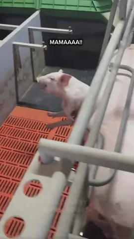 YUNG TUMABI KA SA NANAY MO SA PAGTULOG KASO DI NIYA NAMALAYAN NAIPIT KA NA NIYA AHAHHAHA PEPPA PIG IN REAL LIFE 🐷 VOICEOVER BY ME🤭