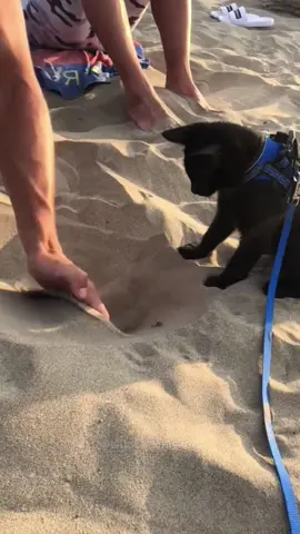 so funny!!!#cats #cute #funnycat #funny #funnyvideos