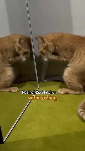 nasihat primbon pahing #primbon #primbonjawa #weton #wetonpahing #pahing 